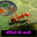 ant chutney gi tag recipe in hindi 1704886501