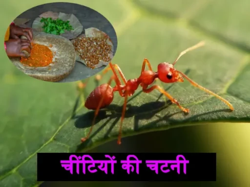 ant chutney gi tag recipe in hindi 1704886501