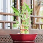 bamboo plant image 1 1681743375