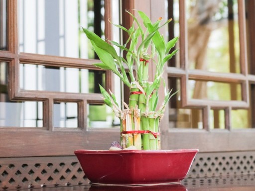 bamboo plant image 1 1681743375