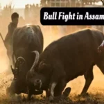 bull fight in assam himanta biswa sarma govt launches sop 1702108157