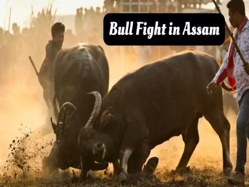 bull fight in assam himanta biswa sarma govt launches sop 1702108157