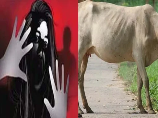 cow raped in alwar rajasthan 1705051749