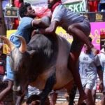 jallikattu 1684390732