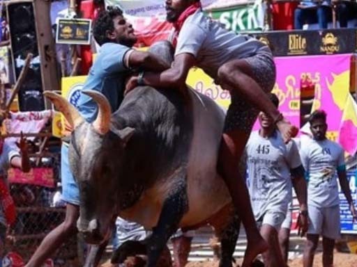 jallikattu 1684390732