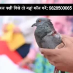 makar sankranti healpline number on for birds 1705147450