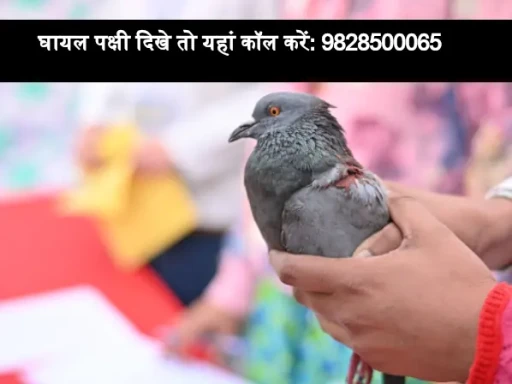 makar sankranti healpline number on for birds 1705147450