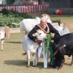 makar sankranti pm modi cow feed 1705230923