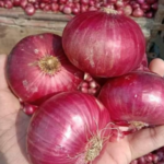 onion price increase 1691220455