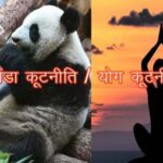 panda kutniti yog kutniti 1687343480