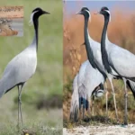 phalodi sata bajar khichan siberian crane 1700224713