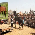 pushkar mela horse 1700382245