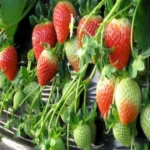 strawberry ki kheti 1701177947