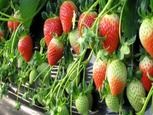 strawberry ki kheti 1701177947