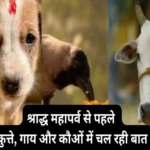 talk between dogs cows and crows before shraddha mahaparva 1694234069