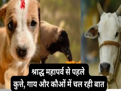 talk between dogs cows and crows before shraddha mahaparva 1694234069