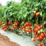 tomato farming 1689488586