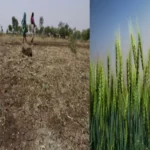 wheat crop in india 1702901937