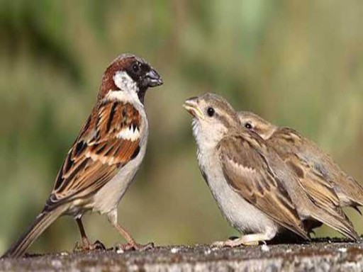 world sparrow day 2023 1679215242