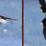 Bald eagles, interesting news, funny news, amazing facts in hindi, rajasthan news in hindi,