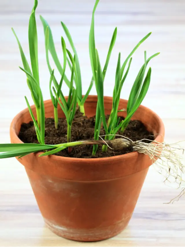 Garlic farming in pot