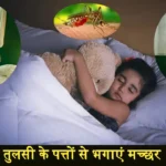 Mosquito Killer Free Home Remedies In Hindi