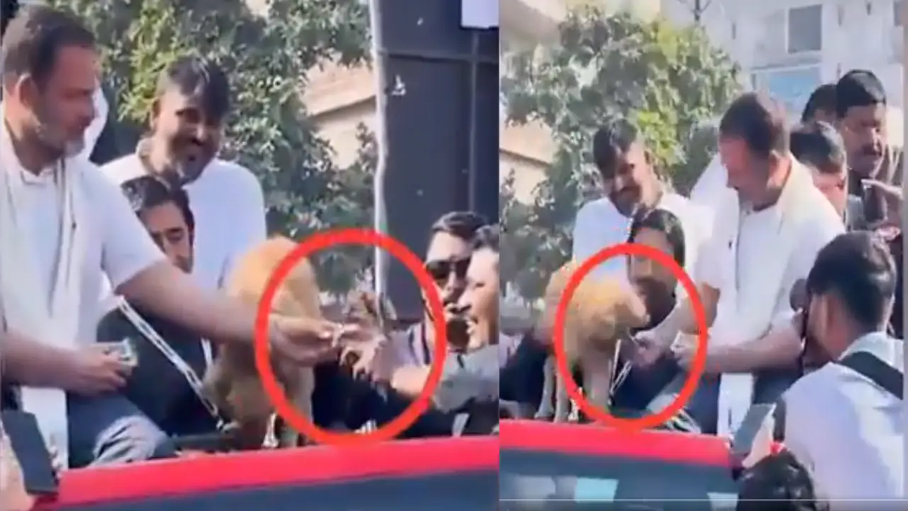 Rahul Gandhi Dog Video BJP Congress Fight