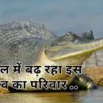 Dholpur News Chambal River Increase Gharial