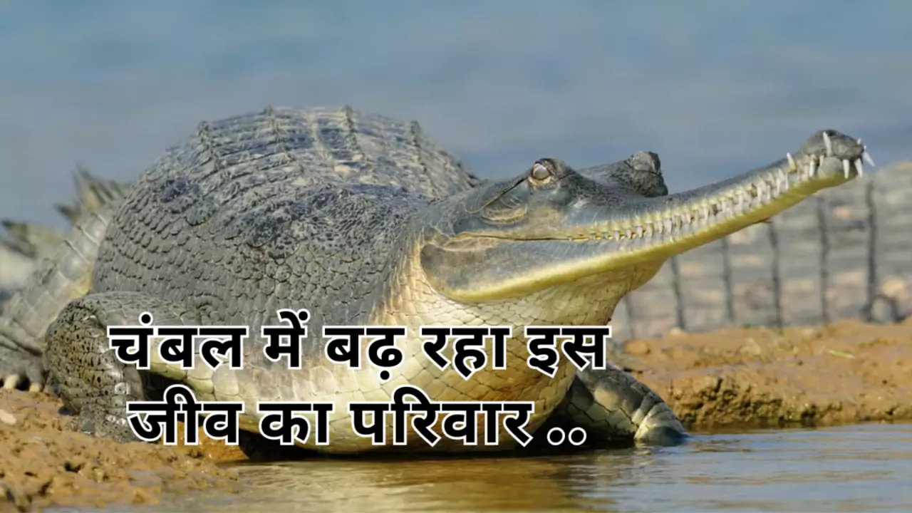 Dholpur News Chambal River Increase Gharial