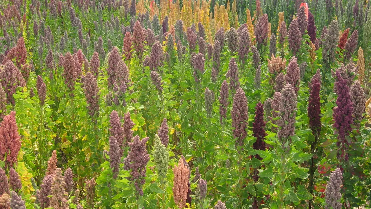 quinoa farming in rajasthan