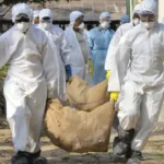 H5N1 Bird Flu 2024