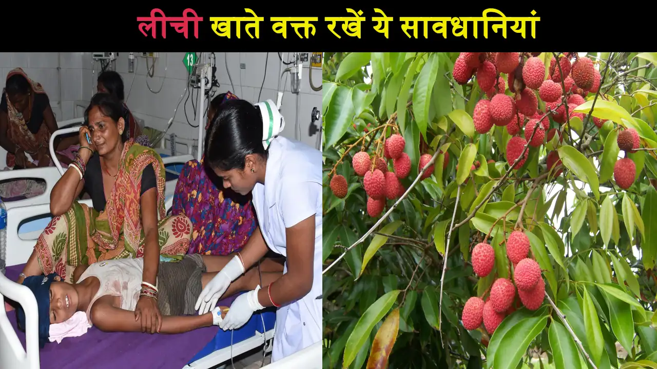 Litchi Eating Side Effects in UP and Bihar People