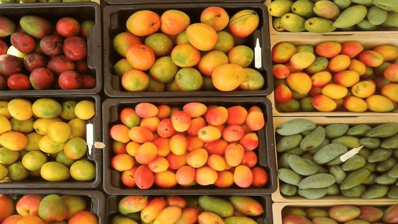 Banswara Mango