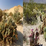 Danger to plants in Thar Desert