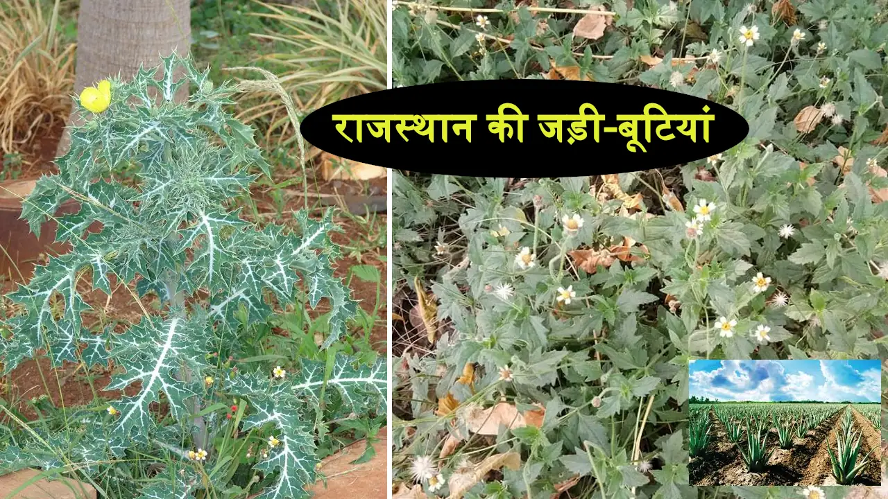 rajasthan herbal plants