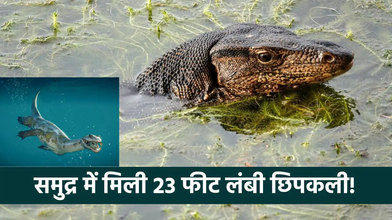 Dinosaurs, Sea Lizard, science news, science news in hindi, nothosaur, Marine Biology, ajab gajab news, interesting news,