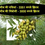 Nimbahera Mandi Bhav medicines plant leaves and seeds price