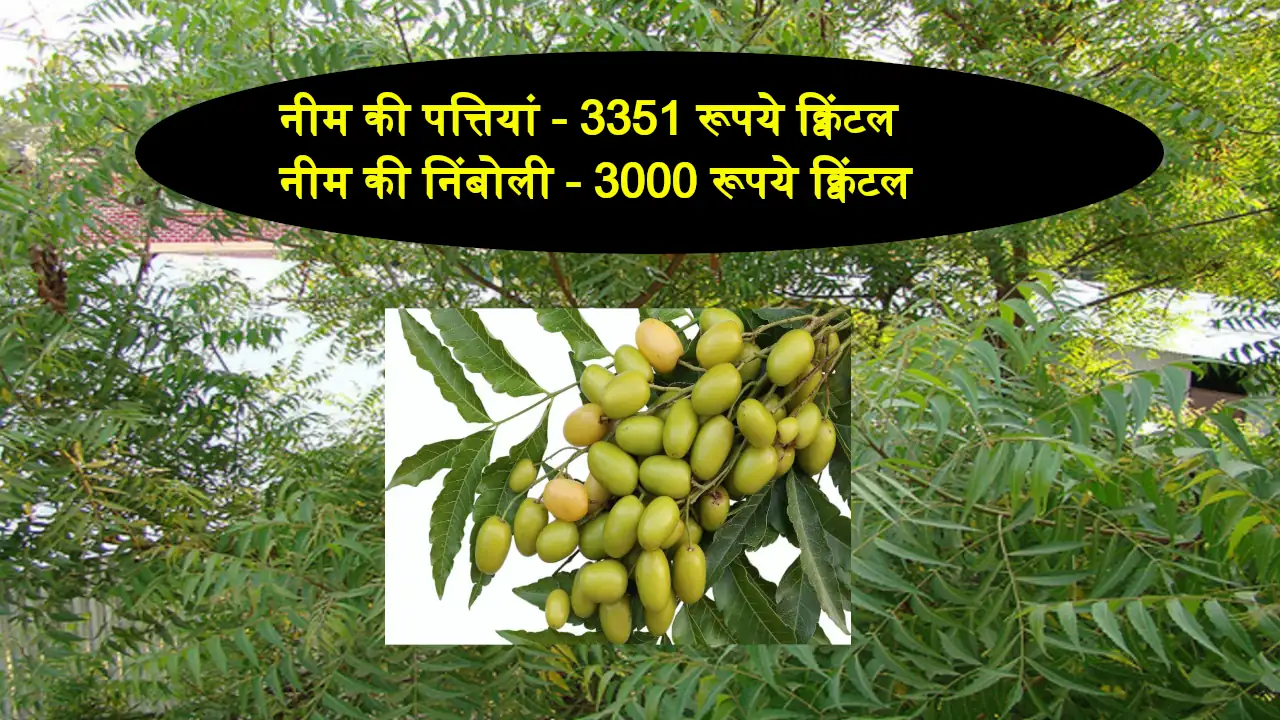 Nimbahera Mandi Bhav medicines plant leaves and seeds price