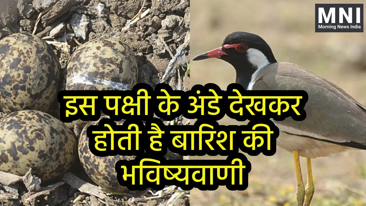 Rajasthan Tithari Bird