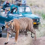 Sariska Tiger Safari Price Increase List