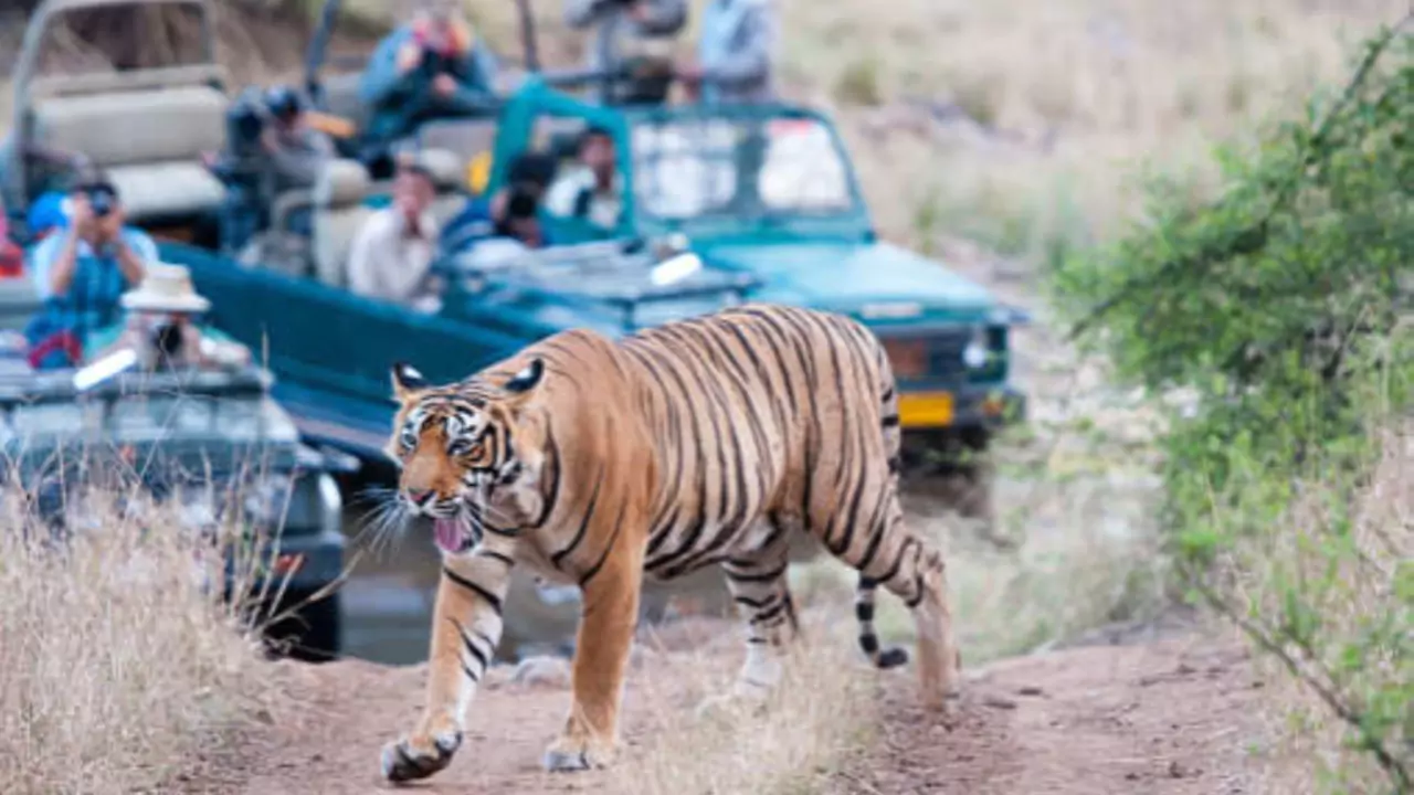 Sariska Tiger Safari Price Increase List