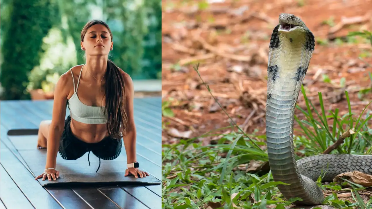 bhujangasana