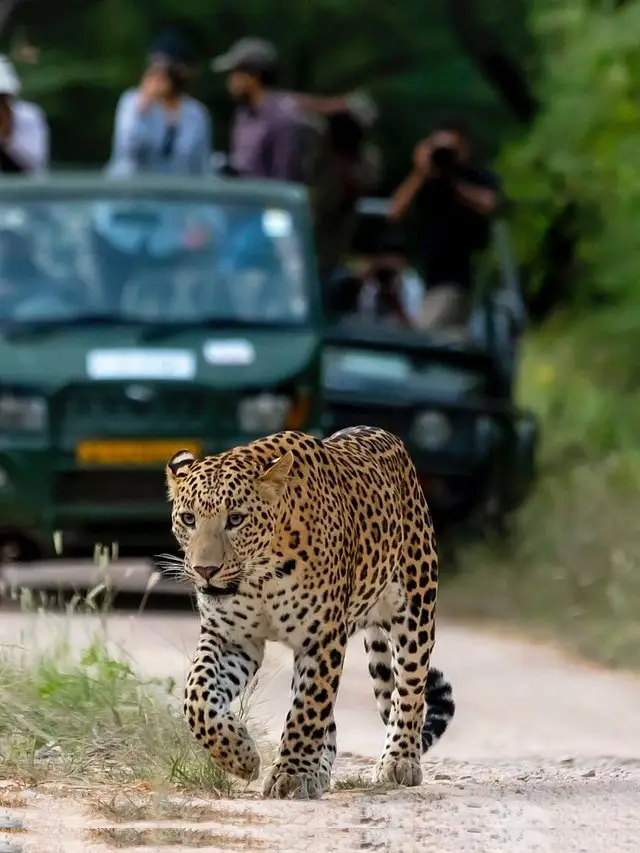 Jhalana Leopard Safari, jhalana leopard safari park, jhalana leopard safari park jaipur, jhalana leopard safari park tour guide, jhalana leopard safari park tours,