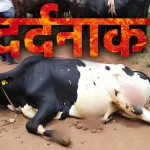 Rajasthan News, Jaipur News, Daulatpura ,Acid Attack on Cow,Munesh gurjar, breaking news hindi, acid attack case