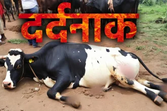 Rajasthan News, Jaipur News, Daulatpura ,Acid Attack on Cow,Munesh gurjar, breaking news hindi, acid attack case