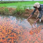 Fish Farming