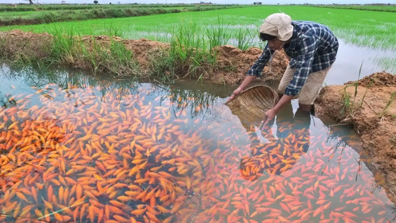 Fish Farming