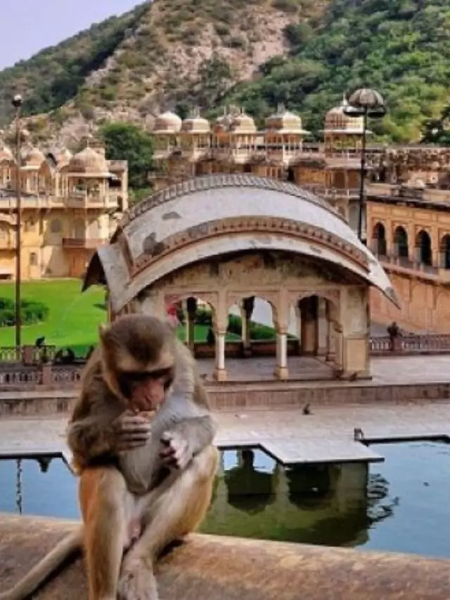 Galtaji Jaipur Monkey Temple