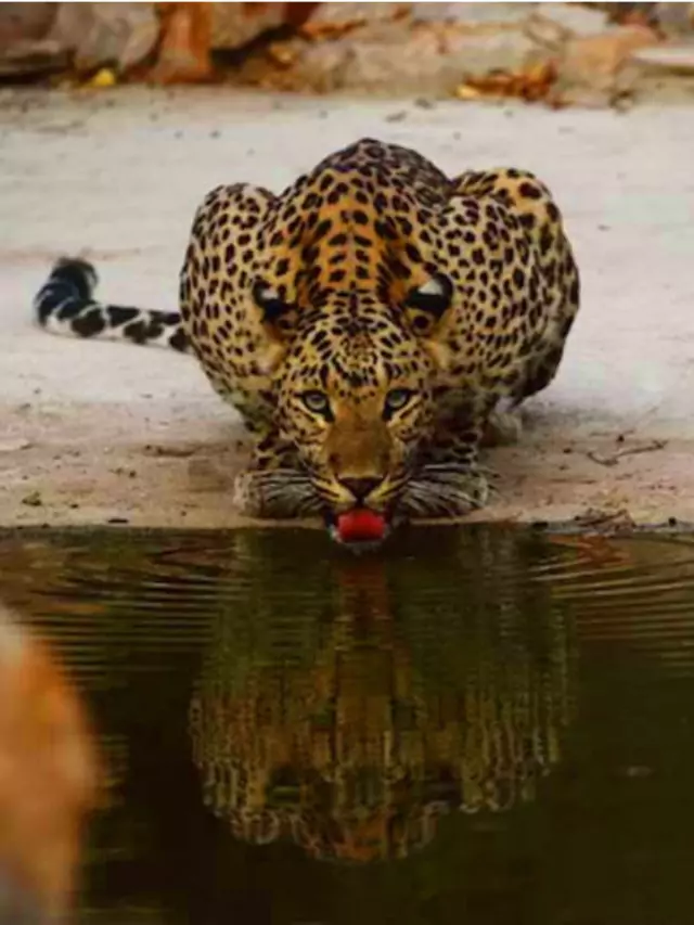 jhalana leopard safari Jaipur