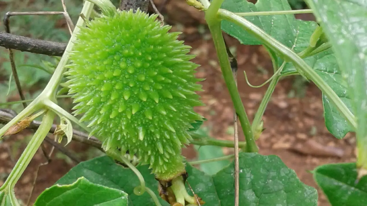 Kakoda Plant